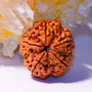 five mukhi rudraksha