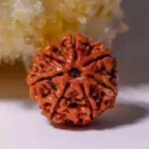 seven mukhi rudraksha