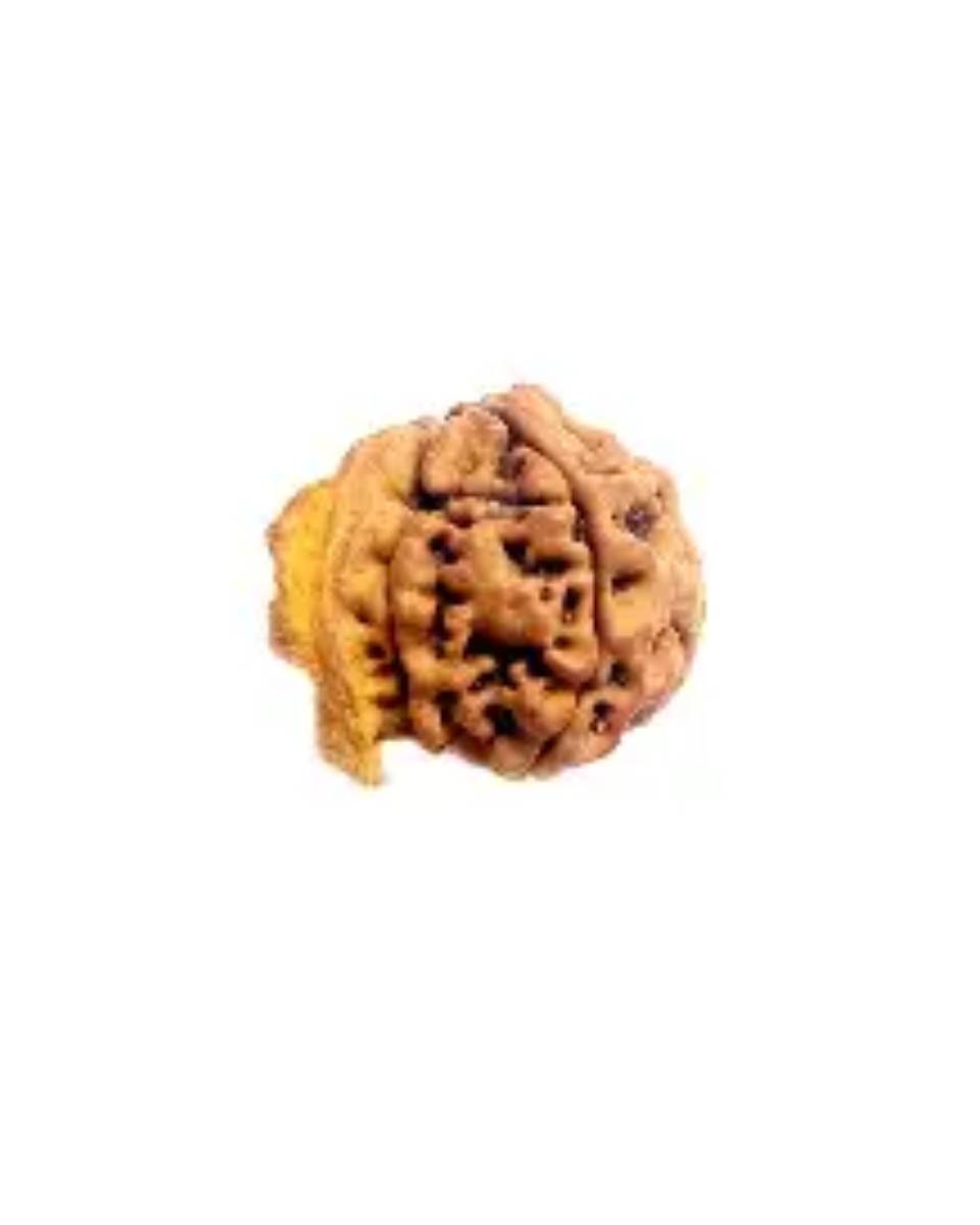 ganesh rudraksha ganesh rudraksha