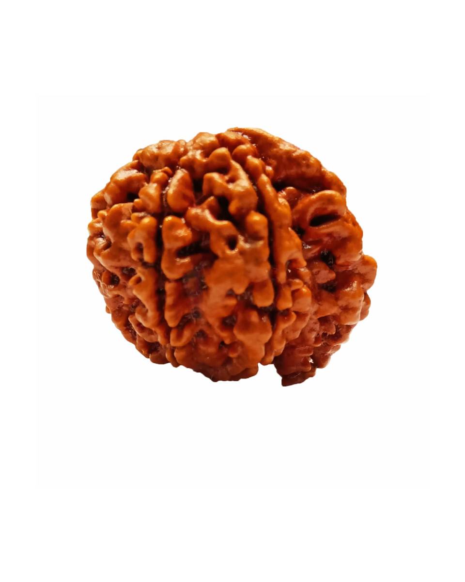 ganesh rudraksha ganesh rudraksha