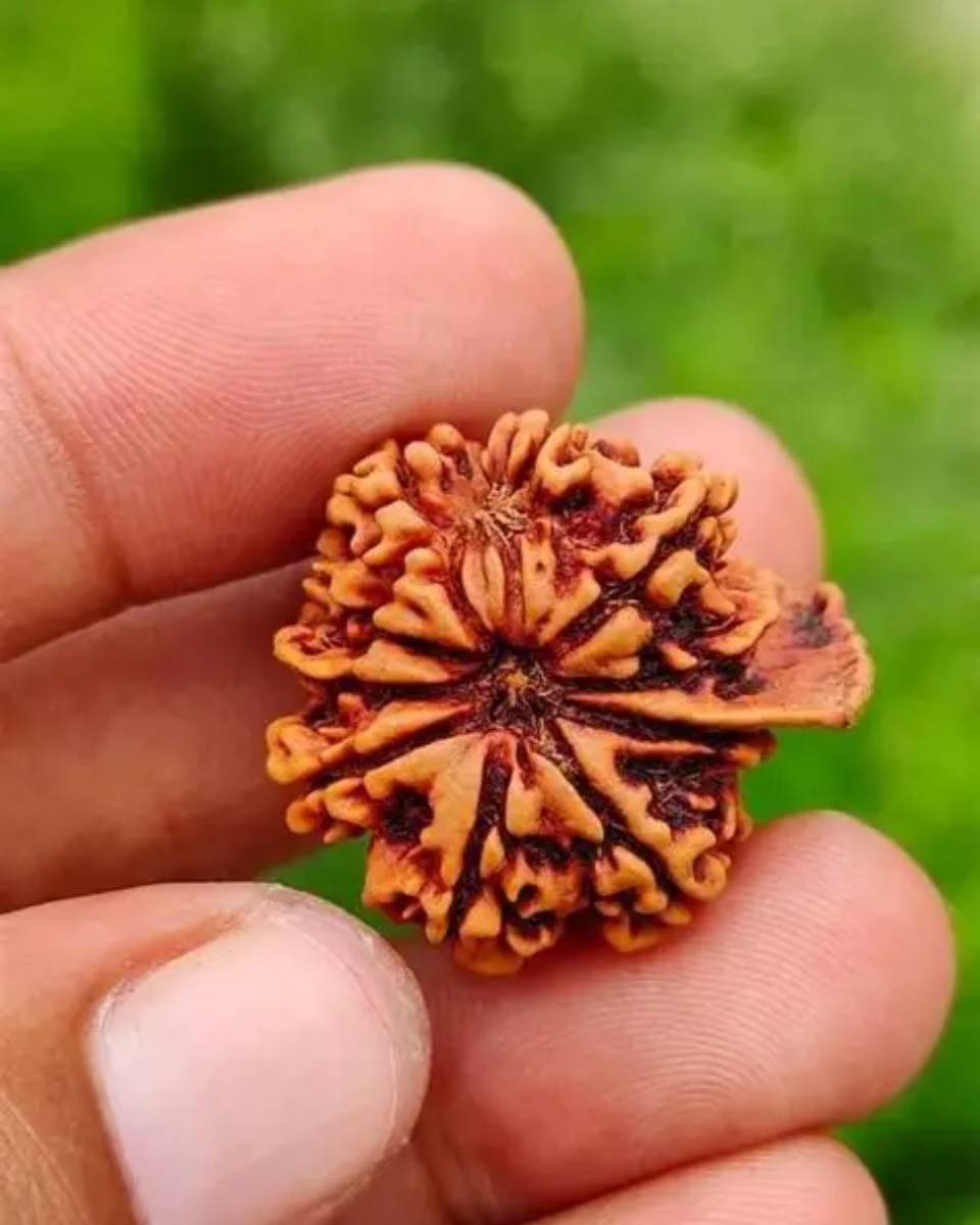 ganesh rudraksha ganesh rudraksha