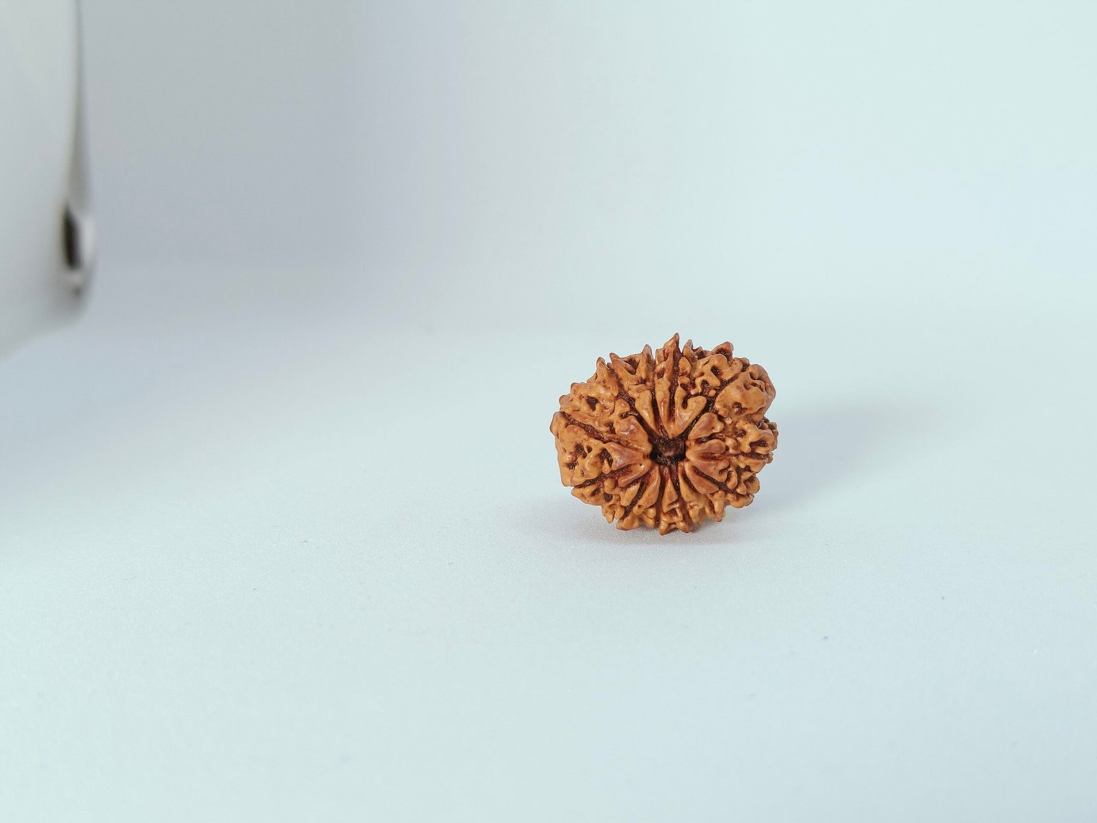 twelve mukhi rudraksha twelve mukhi rudraksha