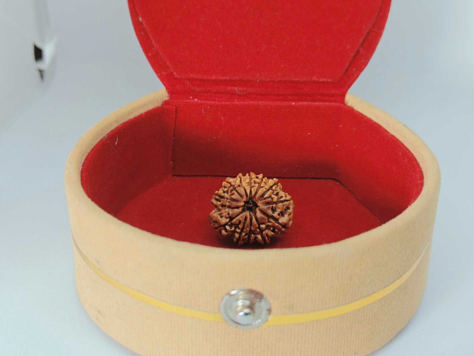 twelve mukhi rudraksha twelve mukhi rudraksha