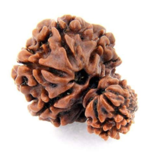 five mukhi rudraksha