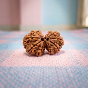 gouri shankar rudraksha