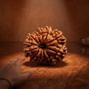 twelve mukhi rudraksha