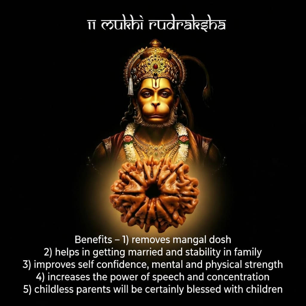 eleven mukhi rudraksha eleven mukhi rudraksha