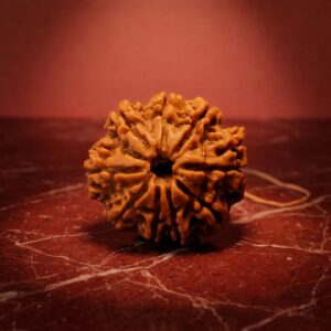 nine mukhi rudraksha