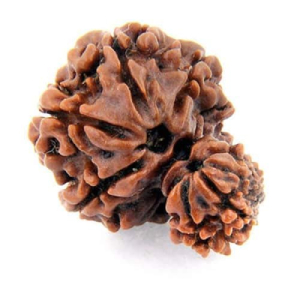 garbha gouri rudraksha (1)