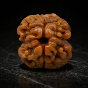 two mukhi rudraksha